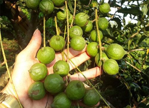 Lai Ch&#xE2;u: Lo&#xE0;i c&#xE2;y ra qu&#x1EA3; sai nh&#x1B0; sung, &#x103;n v&#xE0;i h&#x1EA1;t kh&#x1ECF;e c&#x1EA3; ng&#x1B0;&#x1EDD;i