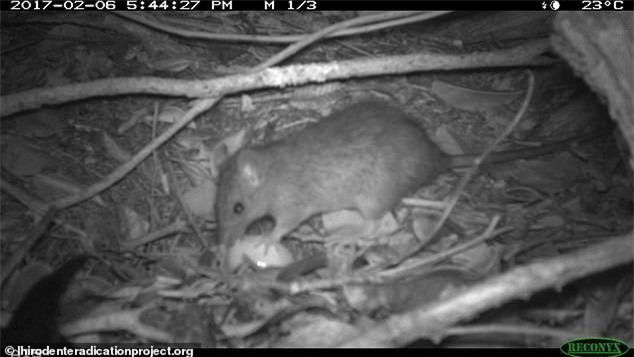 Đổ hàng tấn thuốc độc xuống một hòn đảo để diệt 36 vạn con chuột