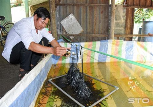 Sóc Trăng: Có 10m2 bể, nuôi được cả tấn lươn không bùn, thu hàng trăm triệu