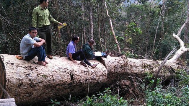 Đắk Nông; Bí thư tỉnh chỉ đạo xử lý vụ phát hiện thêm hàng chục m3 gỗ khai thác trái phép