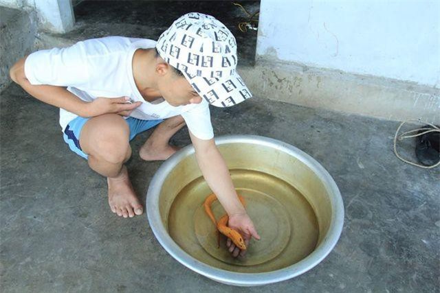 Hà Tĩnh: Bắt được lươn vàng, trả 10 triệu đồng không bán