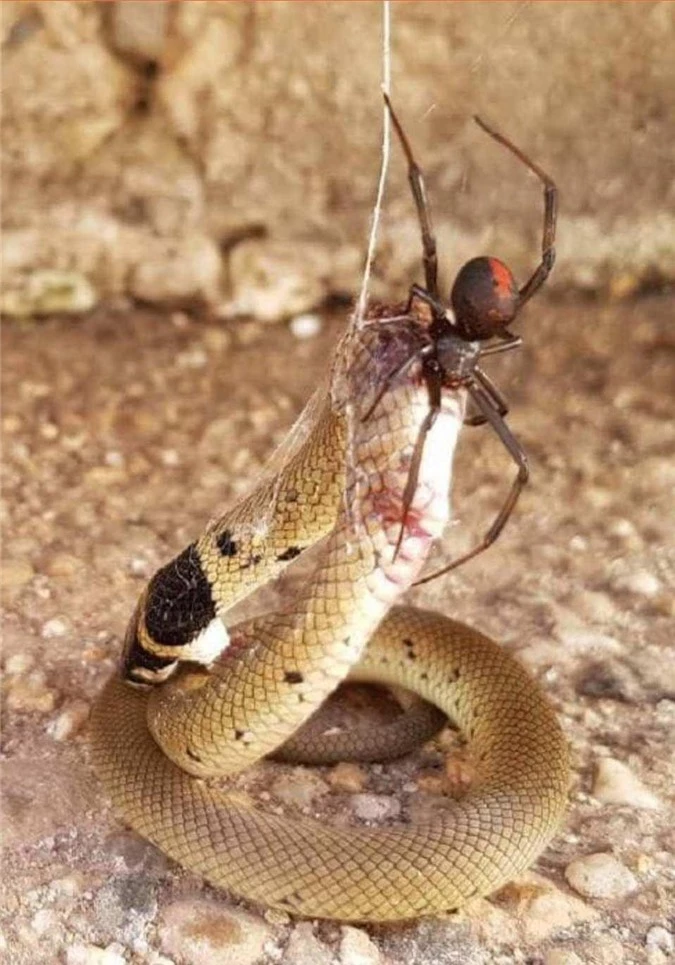 Nhện độc "treo cổ" rắn độc ở Úc