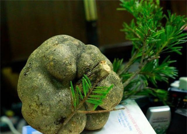 Kỳ lạ loại nấm “mọc” trên ngọn cây, giá chục triệu được ví như “thần dược” ở Việt Nam - 3