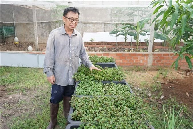 tay ninh: trong cay la, chan ruoi cho chim cut an, thit ngon nhu chim cut rung hinh anh 2