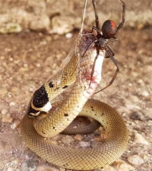 Rắn độc bị nhện cực độc "treo cổ" trên cao chết thảm