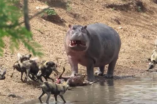 CLIP: Bắt được linh dương, hà mã bất ngờ bị đàn chó hoang ‘nẫng tay trên’