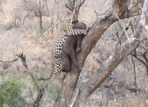 CLIP: Báo hoa hai tha xác hà mã con lên cây để ăn thịt