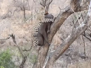 CLIP: Báo hoa hai tha xác hà mã con lên cây để ăn thịt