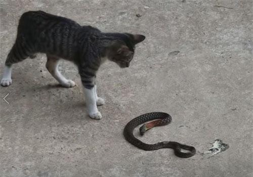 CLIP: Mèo nhà tung 'miêu quyền' khiến rắn phải chạy thoát thân