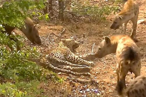 CLIP: Báo hoa mai bị đàn linh cẩu 'tẩn nhừ tử'