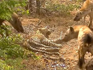 CLIP: Báo hoa mai bị đàn linh cẩu 'tẩn nhừ tử'