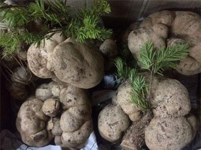 Kỳ lạ loại nấm “mọc” trên ngọn cây, giá chục triệu được ví như “thần dược” ở Việt Nam