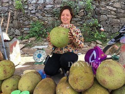 Sơn La: Trồng mít ta ra quả to vật, hái bao nhiêu bán hết bấy nhiêu