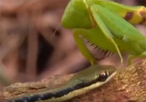 CLIP: Sốc trước cảnh bọ ngựa đoạt mạng rắn