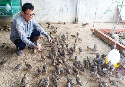 HCM-Bình Tân cần bán chim Cút kiểng | 5giay