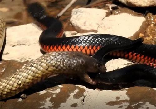 CLIP: Rắn đen đốm liên tục tiêm nọc độc, rắn đen bụng đỏ bị đưa vào 'cõi chết'