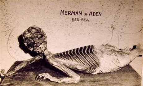 Huyền thoại và hiện thực về người cá