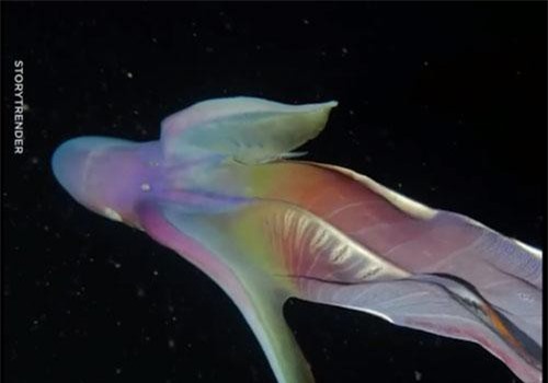 CLIP: 'Choáng ngợp' vẻ đẹp của bạch tuộc cầu vồng hiếm có, dài 2m bơi dưới đáy biển Philippines