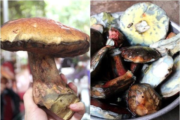 Khám phá ít ai hay về nấm gan bò nổi tiếng của Đà Lạt