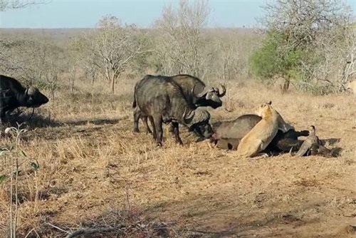 CLIP: Trâu rừng ‘kéo quân’ tấn công sư tử để giải cứu đồng loại