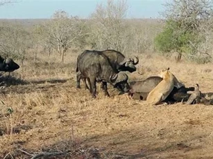 CLIP: Trâu rừng ‘kéo quân’ tấn công sư tử để giải cứu đồng loại