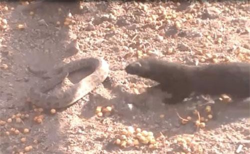 CLIP: Chạm mặt chồn nâu, rắn đuôi chuông nhận cái kết đắng