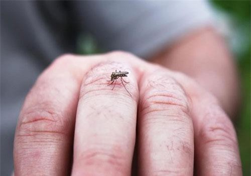 Sai lầm khi nghĩ sốt xuất huyết chỉ nguy hiểm cho trẻ em, nhiều người lớn để bệnh chuyển nặng hoặc thậm chí tử vong