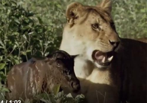 CLIP: Linh dương con đoàn tụ mẹ một cách khó tin khi vừa chào đời đã bị sư tử bắt