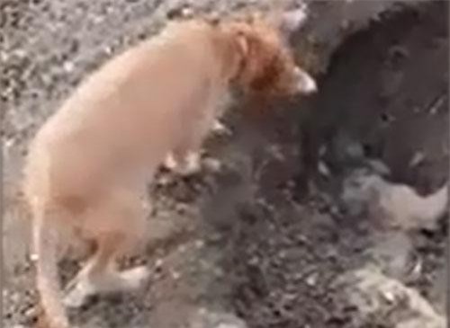 CLIP: Chú chó bới đất chôn bạn bị tử nạn 