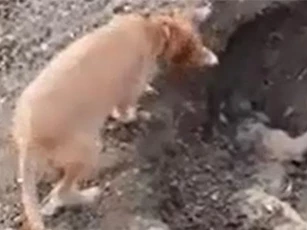 CLIP: Chú chó bới đất chôn bạn bị tử nạn