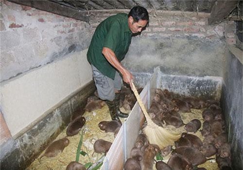 Sơn La: Nuôi loài chuột lông mượt như nhung, ăn tre mía, bán 400 ngàn/kg