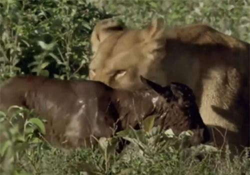Vừa chào đời đã bị sư tử bắt, linh dương con đoàn tụ mẹ một cách khó tin