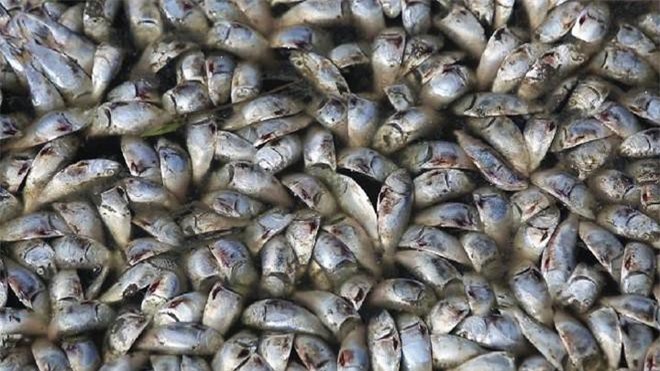 Khoa học chứng minh: Mùi càng hôi, nhớ càng lâu