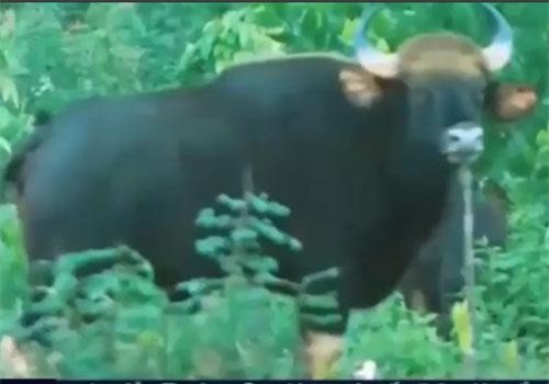 CLIP: Đàn bò tót hoang dã lớn nhất Việt Nam