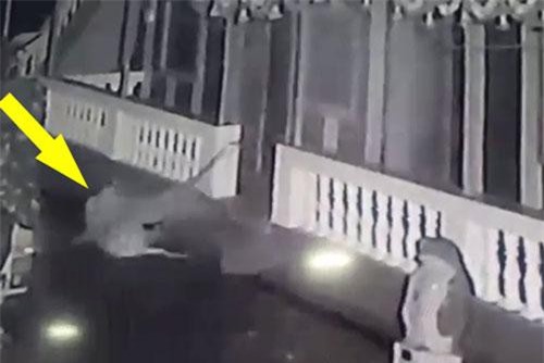 CLIP: Báo lẻn vào nhà dân bắt trộm chó