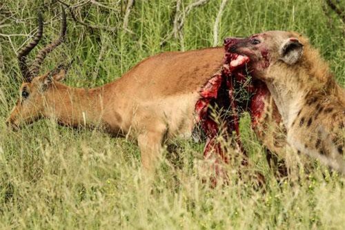 CLIP: Ghê rợn cảnh linh cẩu moi ruột linh dương