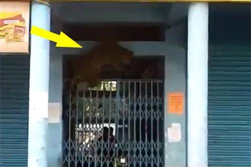 CLIP: Cả khu phố náo loạn vì báo đốm đòi vào nhà ‘bắt’ người