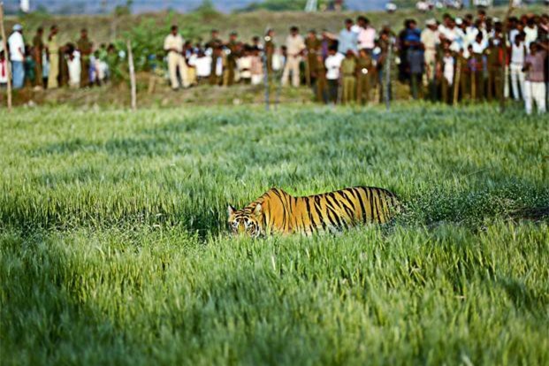 CLIP: Dân làng hùa nhau đuổi hổ dữ đi lạc