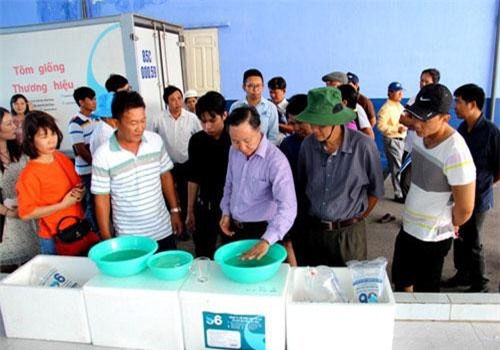 Điều gì biến Ninh Thuận thành nơi sản xuất tôm giống "đỉnh cao"?