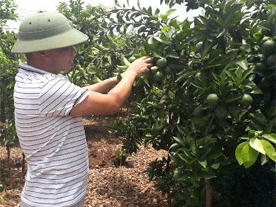 Sơn La: Chiêu căng lưới bắt ve giúp vườn cam, bưởi quả sai muốn gãy cành