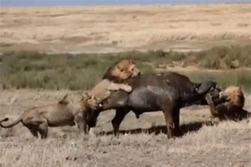 CLIP: Trâu rừng tử chiến trước 3 con sư tử đực