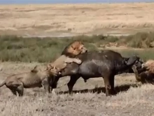 CLIP: Trâu rừng tử chiến trước 3 con sư tử đực