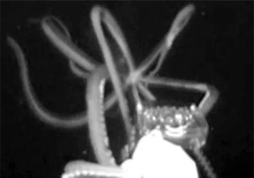 Các nhà khoa học lần đầu chụp được hình ảnh mực khổng lồ