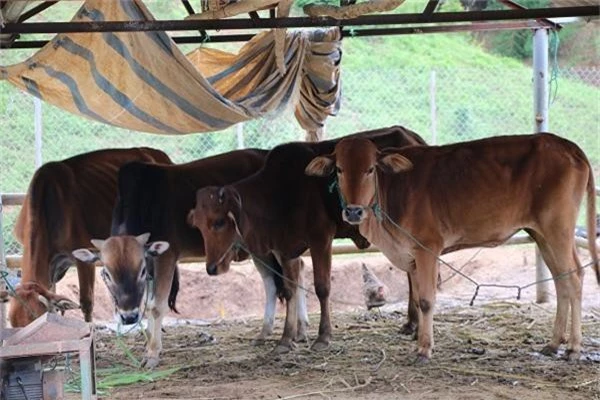 hoan luong thanh trieu phu cua vo chong tung buon "cai chet trang" hinh anh 6