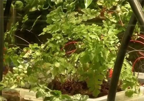 CLIP: Kỳ lạ cây dương xỉ có thể tự chụp ảnh