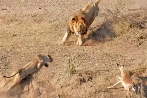 CLIP: Pha săn mồi cực kỳ ngớ ngẩn của sư tử