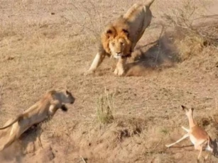 CLIP: Pha săn mồi cực kỳ ngớ ngẩn của sư tử