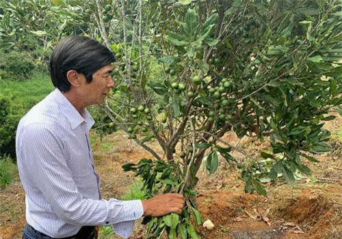 Lâm Đồng: Trang trại "khổng lồ" trồng cây ra hạt ví như “hoàng hậu” quả khô