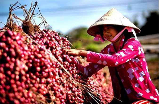 Hành tím không chất bảo quản có chỉ dẫn địa lý cấp Nhà nước