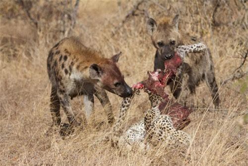 Linh cẩu xé xác báo đốm để trả thù cho con